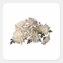 White Chrysanthemums Square Sticker