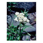 white Close-up of wild flower, Baxter State Park f Postcards