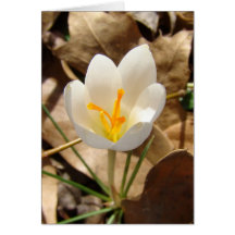 WHITE CROCUS CARD
