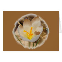 WHITE CROCUS GREETING CARDS