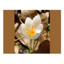 WHITE CROCUS POSTCARD