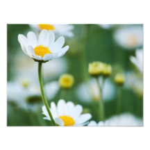 White Daisies in a Field - Customized Daisy Photograph