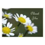White Daisies Thank You Notes - Flat Personalized Announcements