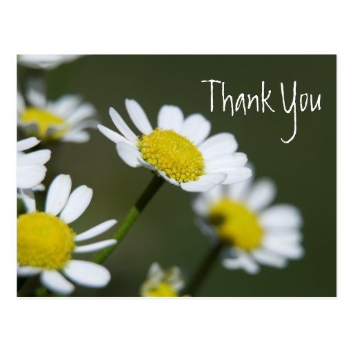 White Daisies Thank You Postcards