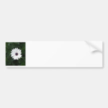 White Daisy  African Daisy purple centre Bumper Sticker