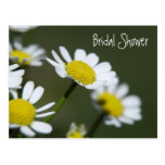 White Daisy Bridal Shower Invitation Post Card
