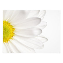 White Daisy Flower Background Customized Daisies Art Photo