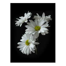White Daisy Mums Postcard