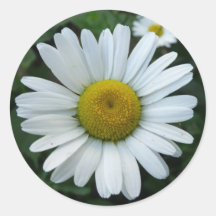 White Daisy Round Sticker