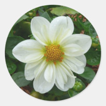 White daisy round sticker