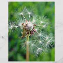 White Dandelion flower disintegrating Full Color Flyer