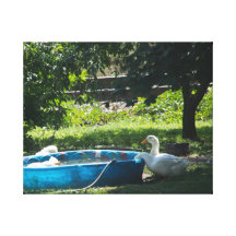 White Ducks and a Pool Stretched Canvas Print