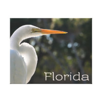 White Egret backlit florida text looking right canvas prints