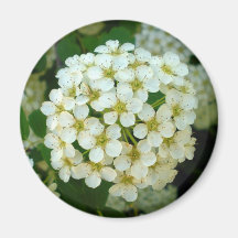 White flower magnet