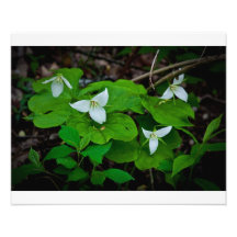 White flower photo art