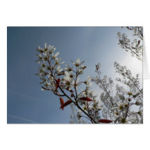White Flowering Bush On Sun Greeting Cards