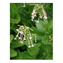 white Flowering Tobacco (Nicotiana Sylvestris) flo Post Card
