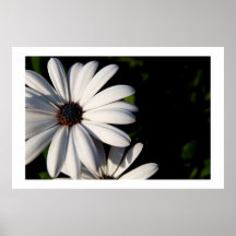 white flowers, 2006 poster