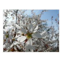 white-flowers-in-bush postcard