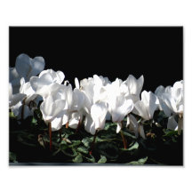 White Flowers Photo Print