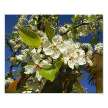 White Flowers Art Photo