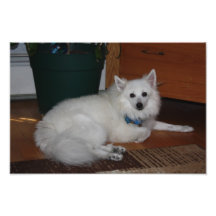White Fluffy Dog Photo Art