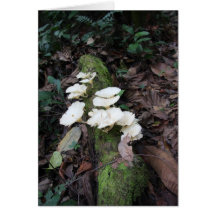 White fungus cards