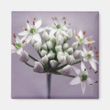 White Garlic Chive Blossoms on Purple Refrigerator Magnet