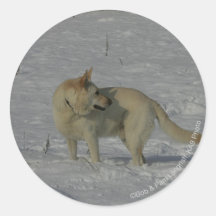 White German Shepherd  in the Snow Round Sticker
