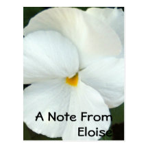 White Gold Pansy Postcard