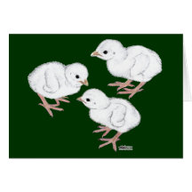 White Guinea Keets Greeting Cards