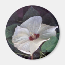 WHITE HIBISCUS FRIDGE MAGNET