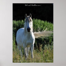 White Horse Equine Photo Poster