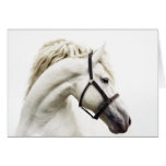 WHITE HORSE GREETING CARD