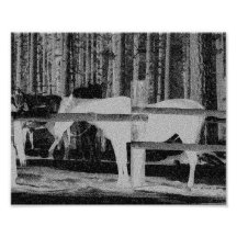 White Horse Photographic Print