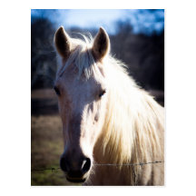 White Horse Postcard