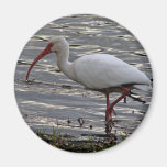 White Ibis Fridge Magnet