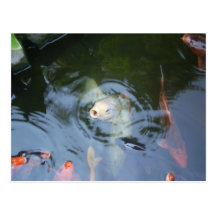 White karp bobbing its head post card