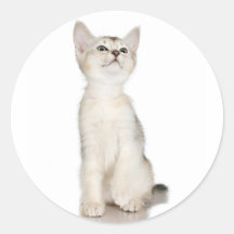 White Kitten Round Sticker