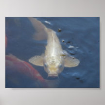 White Koi Posters