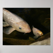 White Koi Poster