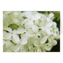 white lilacs cards