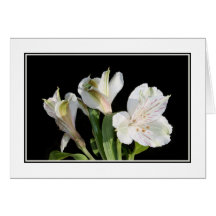 White Lilies. Card