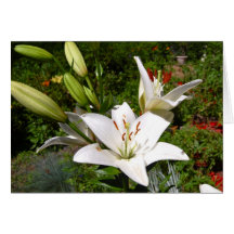 White Lilies Cards