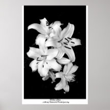 White lilies poster