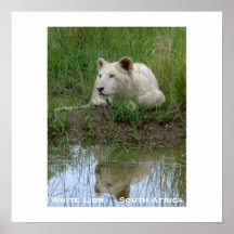 White Lion Poster