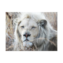 White lion resting - African Canvas Print