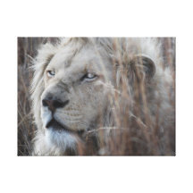 White lion resting - African Canvas Prints