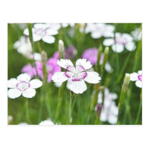 White Maiden Pinks Postcard