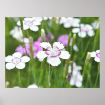 White Maiden Pinks Posters